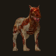 Hastalıklı Köpek