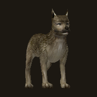 Yabani Köpek