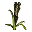 Barley